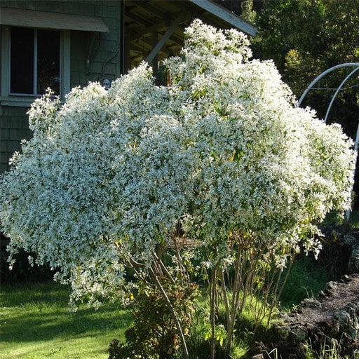 euphorbia leucocephala - plant