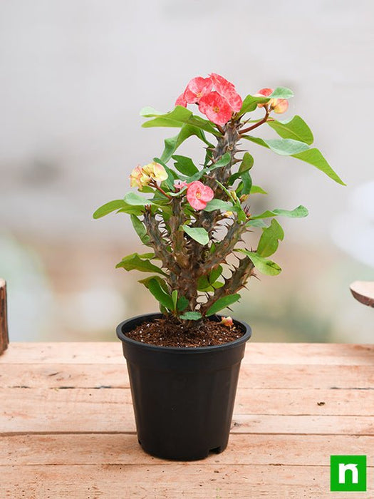 euphorbia (peach) - plant