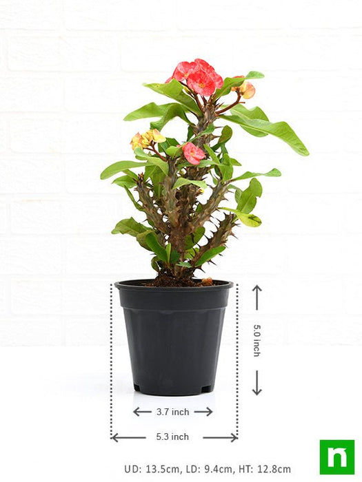 euphorbia (peach) - plant