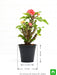 euphorbia (peach) - plant