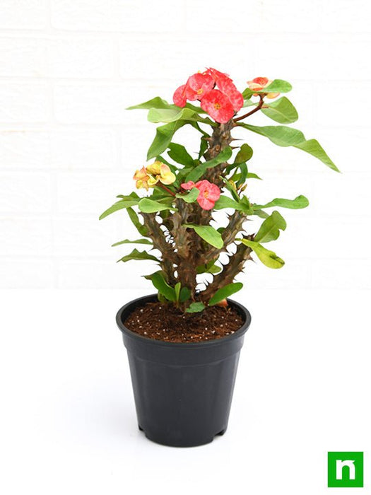 euphorbia (peach) - plant