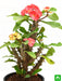 euphorbia (peach) - plant