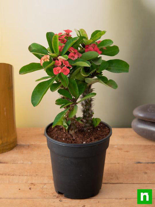 euphorbia (red) - plant