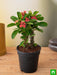 euphorbia (red) - plant