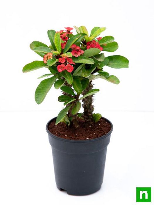 euphorbia (red) - plant