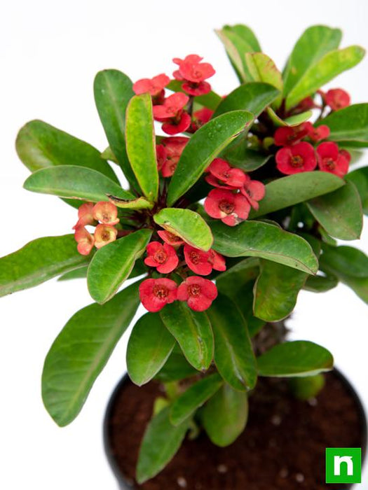 euphorbia (red) - plant