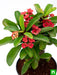 euphorbia (red) - plant