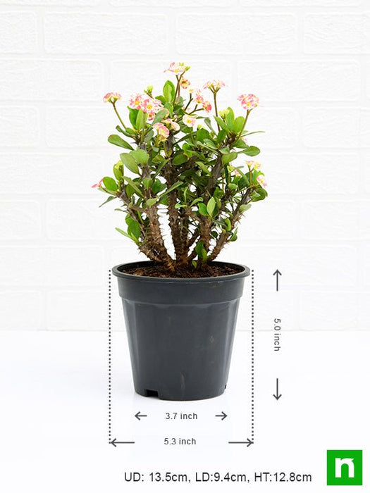 euphorbia (white - plant