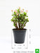 euphorbia (white - plant