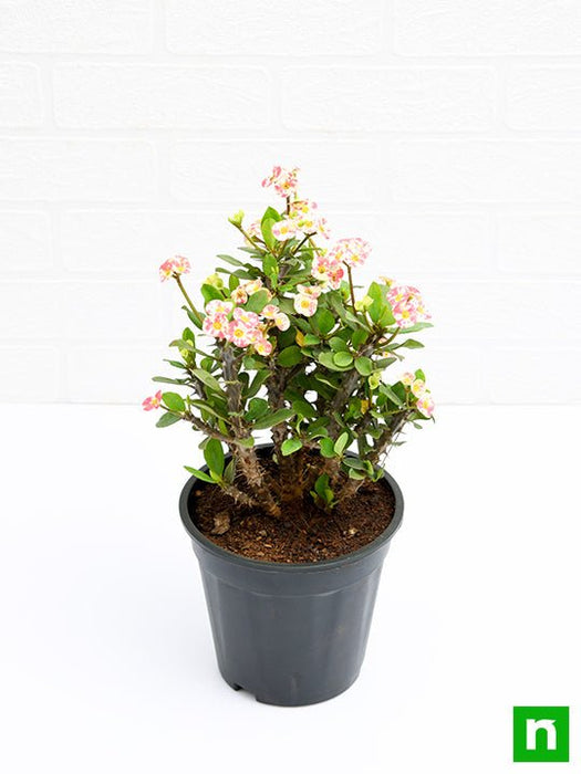 euphorbia (white - plant