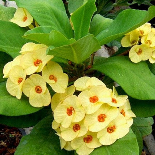 euphorbia (yellow) - plant