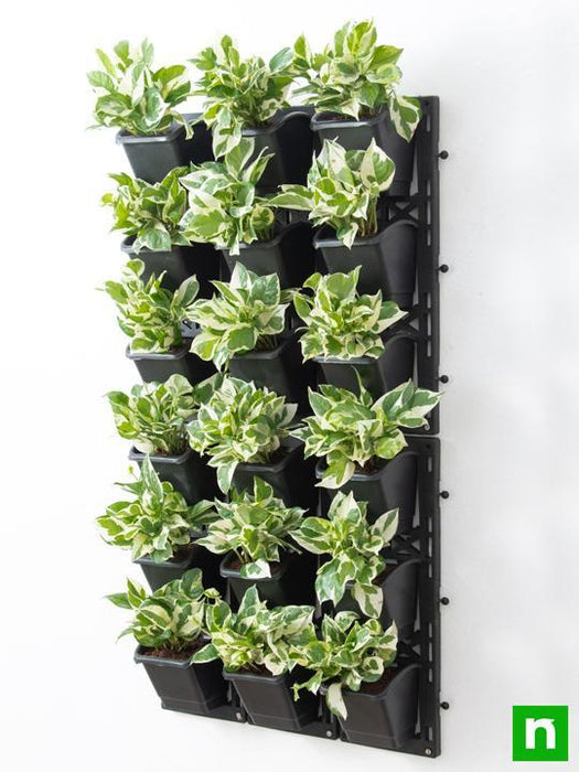 exhibit variegated foliage beauty with indoor vertical garden 