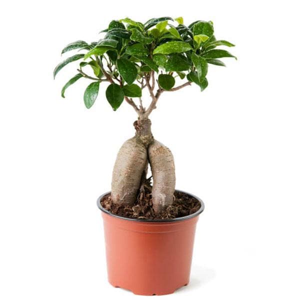 ficus 100 gms - plant