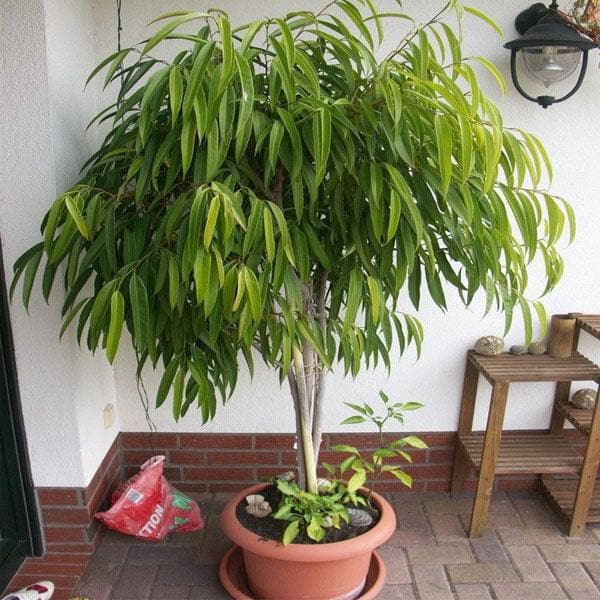 ficus amstel - plant