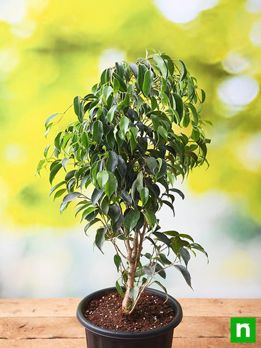 ficus benjamina - plant