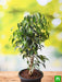 ficus benjamina - plant