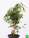 ficus benjamina - plant