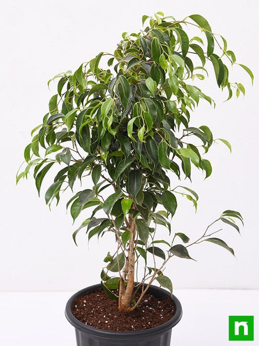 ficus benjamina - plant