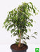 ficus benjamina - plant