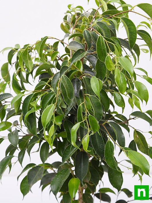 ficus benjamina - plant