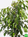 ficus benjamina - plant