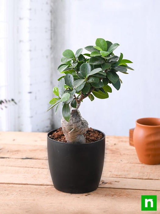 ficus bonsai - plant