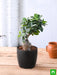 ficus bonsai - plant