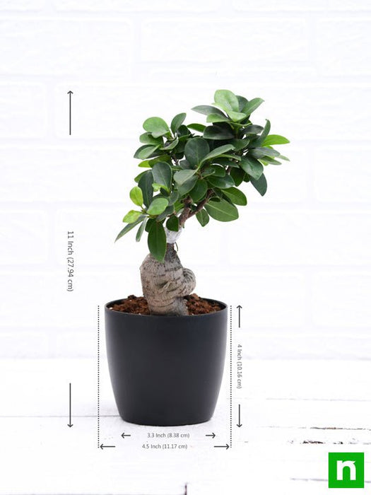 ficus bonsai - plant