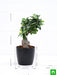 ficus bonsai - plant