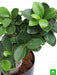 ficus bonsai - plant