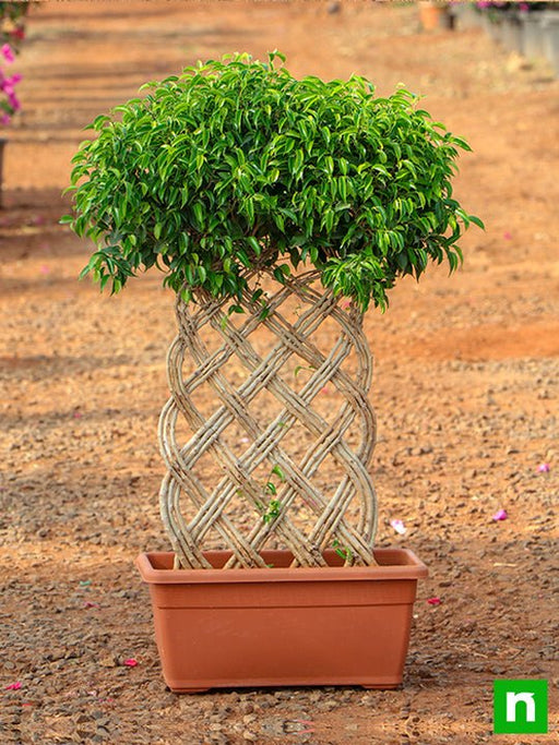 ficus bonsai vertical braided arrangement - plant