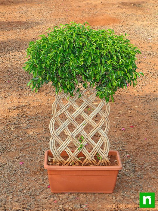 ficus bonsai vertical braided arrangement - plant