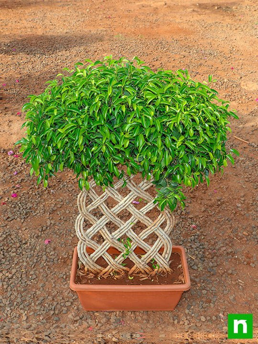 ficus bonsai vertical braided arrangement - plant