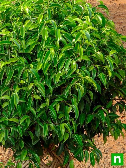 ficus bonsai vertical braided arrangement - plant