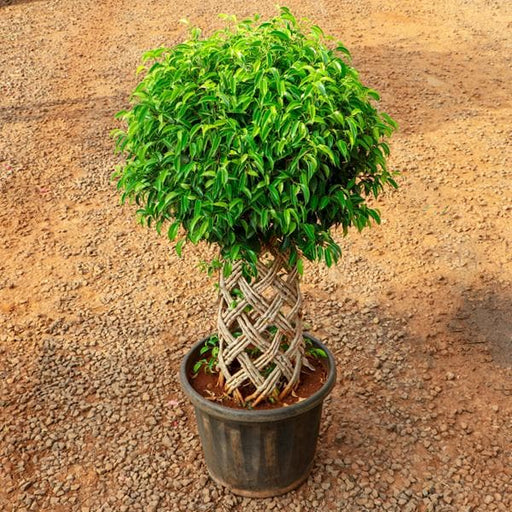 ficus cage shape 150cm - plant