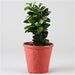 ficus compacta - plant