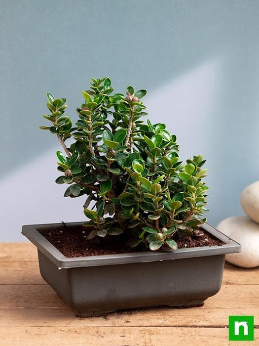 ficus iceland bonsai - plant