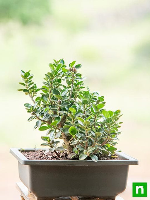 ficus iceland bonsai - plant