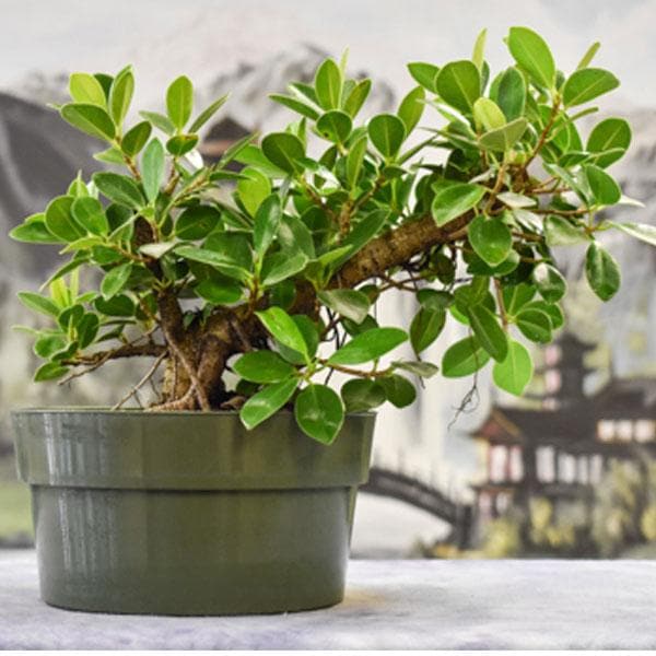 ficus iceland dwarf - plant