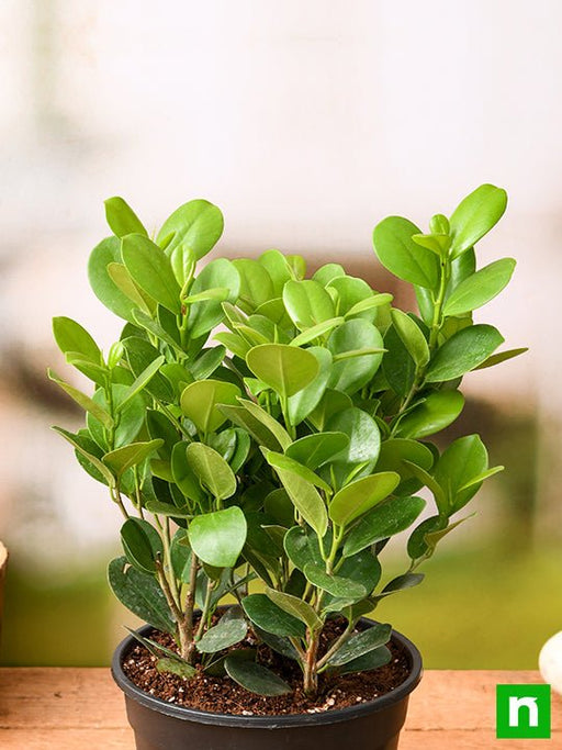 ficus moclame - plant