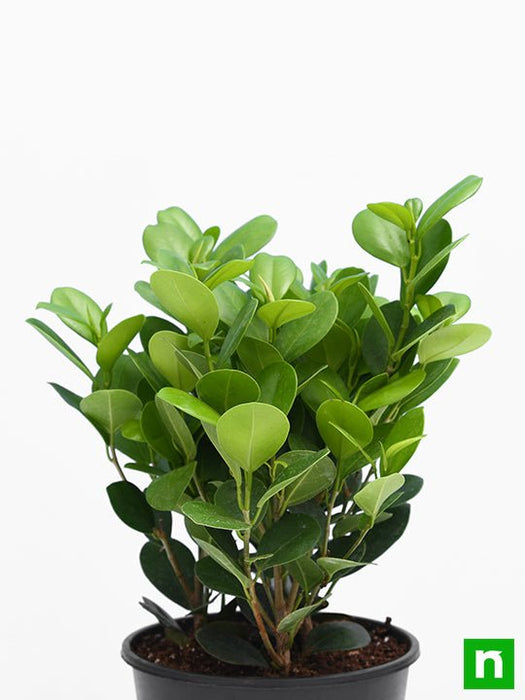 ficus moclame - plant