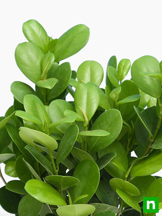 ficus moclame - plant