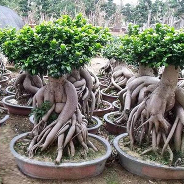 ficus multiroots 180 - plant