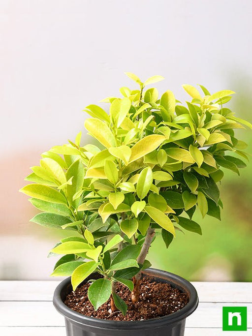 ficus panda - plant