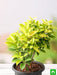 ficus panda - plant