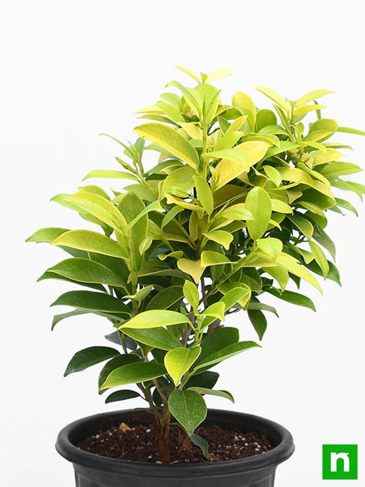 ficus panda - plant