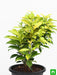 ficus panda - plant