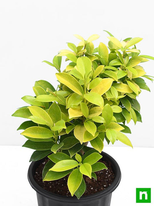 ficus panda - plant