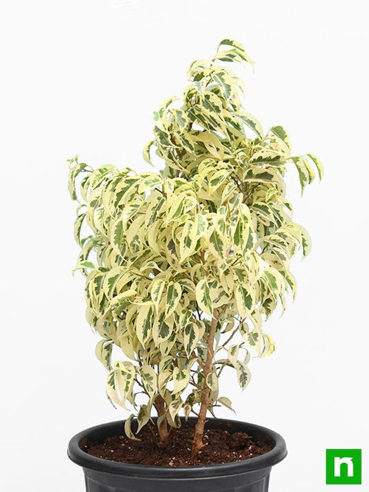 ficus starlight - plant