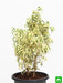 ficus starlight - plant